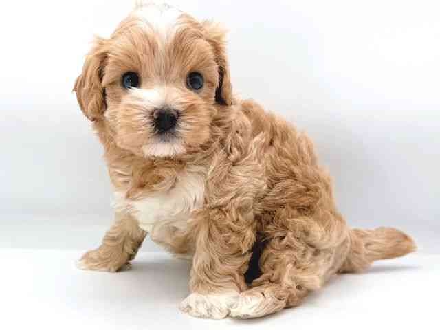 兵庫県のハーフ犬・ミックス犬 (ひごペットフレンドリーコロワ甲子園店/2026年7月31日生まれ/男の子/クリーム)の子犬の3枚目の画像
