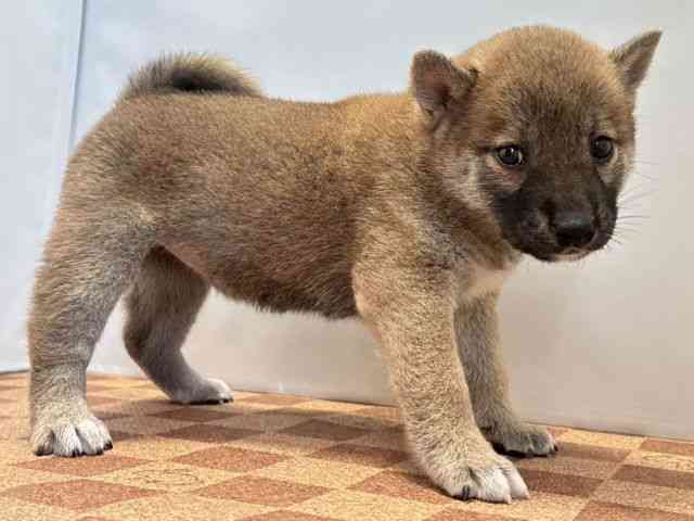 愛媛県の柴犬(標準サイズ) (ひごペットフレンドリーエミフルMASAKI店/2026年8月2日生まれ/女の子/赤)の子犬の3枚目の画像