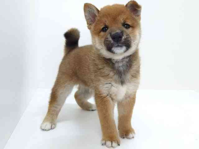 大阪府の柴犬(標準サイズ) (ひごペットフレンドリーいこらもーる泉佐野店/2026年8月1日生まれ/男の子/赤)の子犬の3枚目の画像