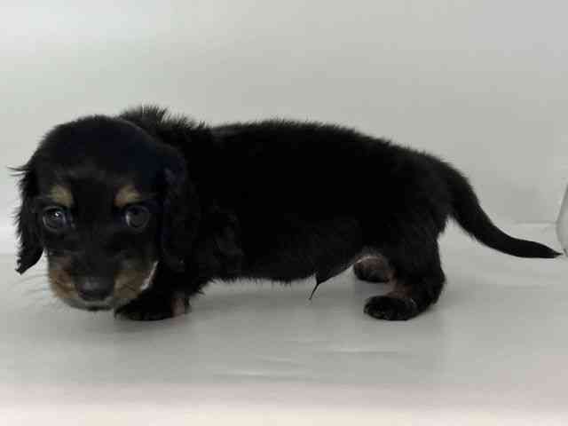 徳島県のミニチュアダックスフンド(ロング) (ひごペットフレンドリーゆめタウン徳島店/2026年7月31日生まれ/男の子/ブラックタン)の子犬の3枚目の画像
