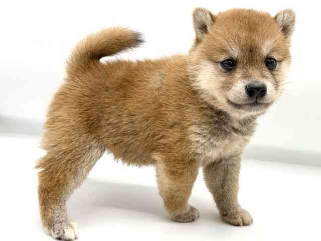 大阪府の柴犬(標準サイズ) (ひごペットフレンドリーららぽーとEXPOCITY店/2026年8月8日生まれ/男の子/赤)の子犬の3枚目の画像