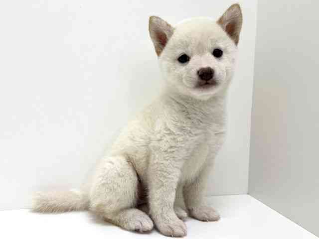 大阪府の柴犬(標準サイズ) (ひごペットフレンドリーくずはモール店/2026年8月10日生まれ/男の子/白)の子犬の3枚目の画像