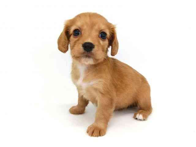 大阪府のハーフ犬・ミックス犬 (ひごペットフレンドリー泉ヶ丘店/2026年8月9日生まれ/女の子/ゴールド)の子犬の3枚目の画像