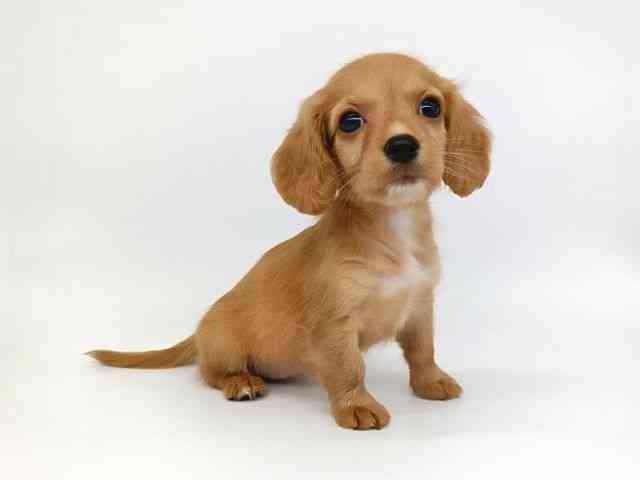 大阪府のハーフ犬・ミックス犬 (ひごペットフレンドリー泉ヶ丘店/2026年8月9日生まれ/女の子/ゴールド)の子犬の3枚目の画像