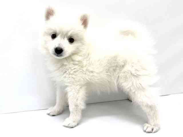 大阪府のハーフ犬・ミックス犬 (ひごペットフレンドリーイオンタウン茨木太田店/2026年8月8日生まれ/女の子/ホワイト)の子犬の3枚目の画像
