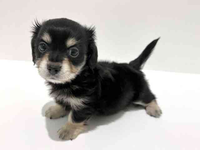 大阪府のチワックス(チワワ×ダックス) (ひごペットフレンドリーイオン高槻店/2026年8月15日生まれ/男の子/ブラックタン)の子犬の3枚目の画像