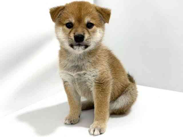 大阪府の柴犬(標準サイズ) (ひごペットフレンドリーイズミヤショッピングセンター千里丘店/2026年8月17日生まれ/女の子/赤)の子犬の3枚目の画像