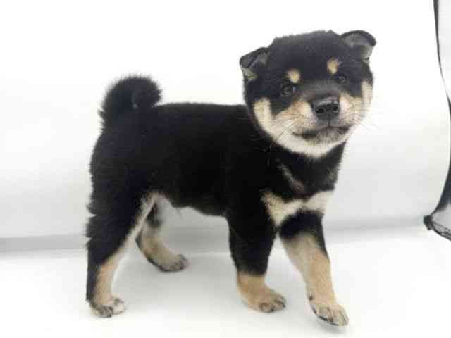 大阪府の柴犬(標準サイズ) (ひごペットフレンドリーららぽーとEXPOCITY店/2026年8月21日生まれ/男の子/黒)の子犬の3枚目の画像