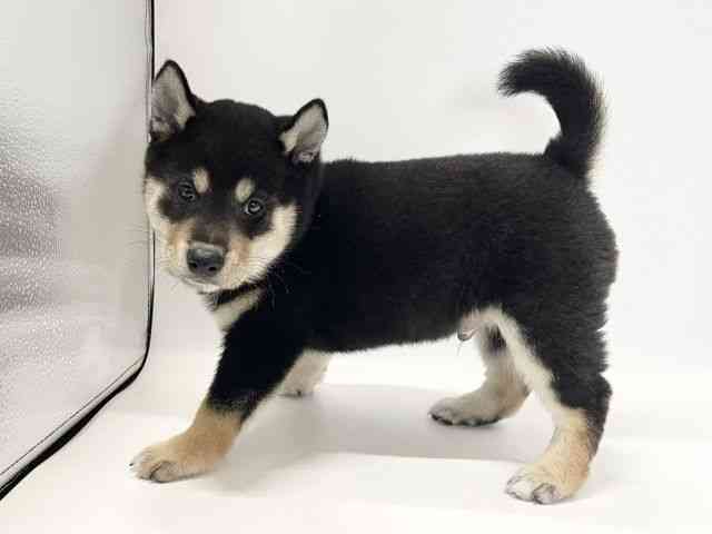 愛媛県の柴犬(標準サイズ) (ひごペットフレンドリーイオンモール今治新都市店/2026年8月23日生まれ/男の子/黒)の子犬の3枚目の画像