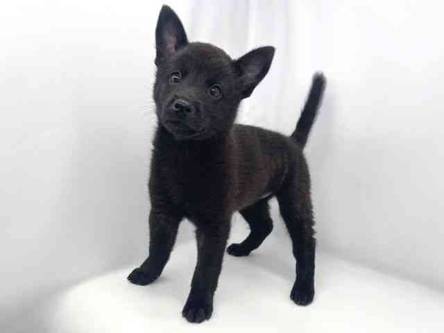 兵庫県の甲斐犬 (ひごペットフレンドリーイオンタウン加古川店/2026年8月23日生まれ/女の子/黒虎)の子犬の3枚目の画像