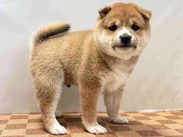 愛媛県の柴犬(標準サイズ) (ひごペットフレンドリーエミフルMASAKI店/2026年8月20日生まれ/男の子/赤)の子犬の3枚目の画像