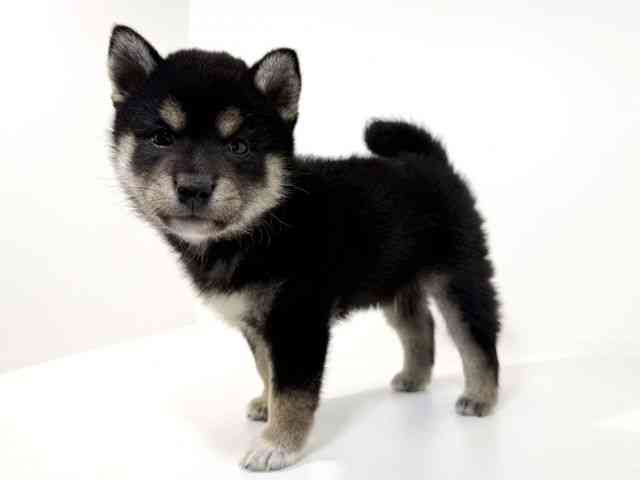 兵庫県の柴犬(標準サイズ) (ひごペットフレンドリーイトーヨーカドー明石店/2026年8月27日生まれ/男の子/黒)の子犬の3枚目の画像