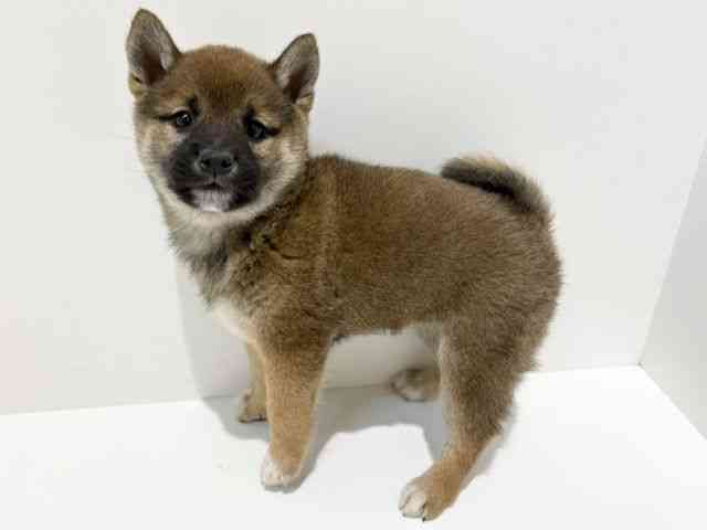 大阪府の柴犬(標準サイズ) (ひごペットフレンドリーイオン高槻店/2026年8月30日生まれ/女の子/赤)の子犬の3枚目の画像