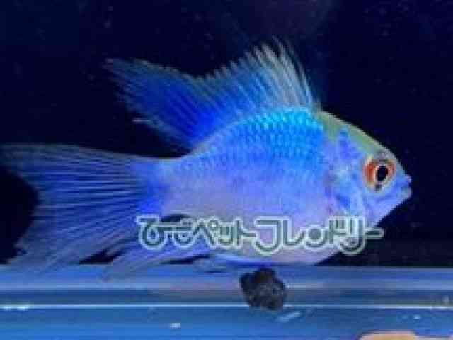 card-img